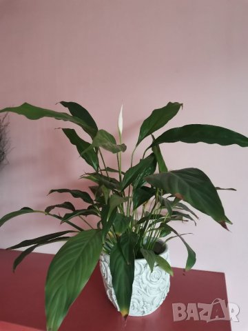 Спатифилиум