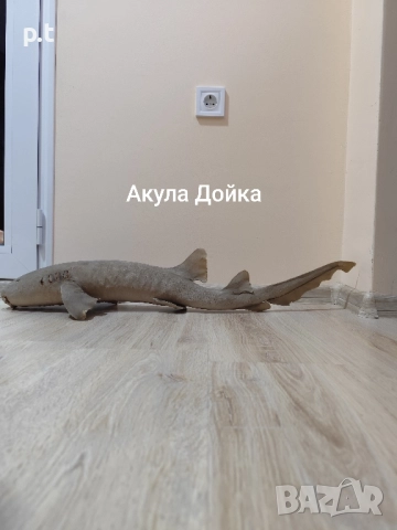 Препарирани акули, снимка 2 - Колекции - 51553146