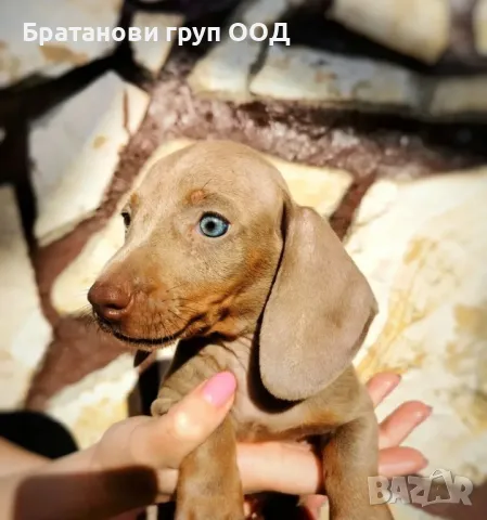 Дакели Изабела, снимка 4 - Дакели - 47407244