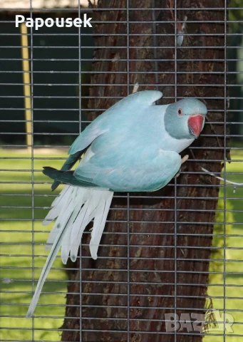 Малък Александър , снимка 8 - Папагали - 51324439