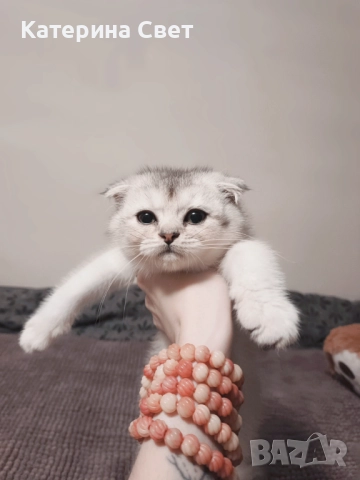 Чистокръвен шотландски клепоух, мъжко 3 месеца , снимка 6 - Британска късокосместа - 52446026