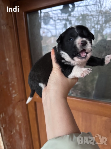 Кученце за Коледа