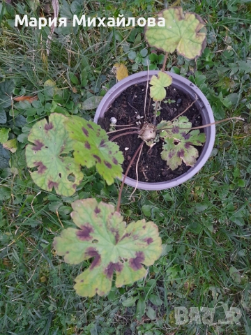 Различни видове градински растения, снимка 2 - Градински цветя и растения - 52291455