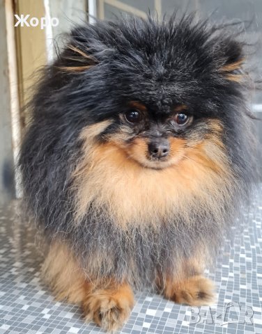 За разплод и продавам , снимка 6 - Померан - 42157230
