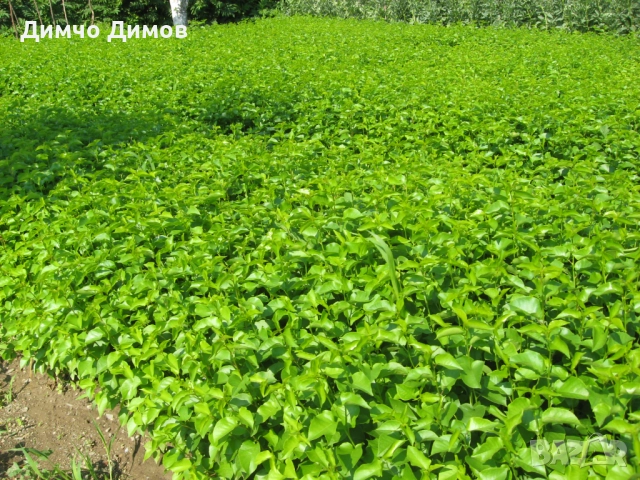 Продавам подложки махалебка и джанка