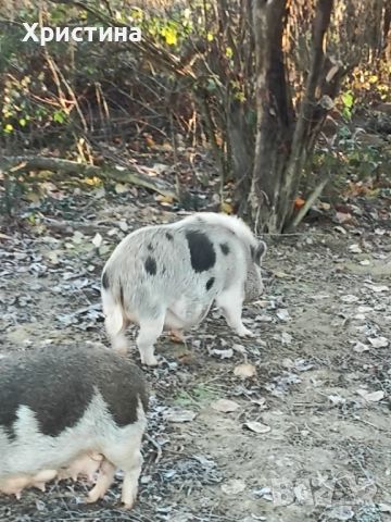 Виетнамски прасета, снимка 5 - Прасета - 52933460