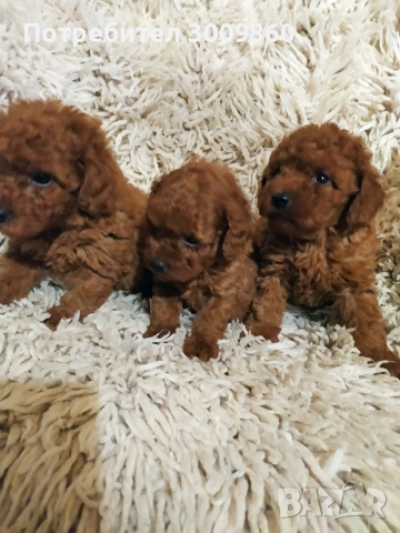 Той пудел , снимка 2 - Пудели - 52890265