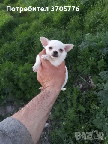 Джуджета мини мини, снимка 3 - Чихуахуа - 49937684