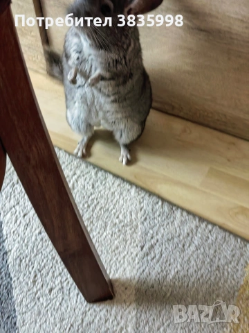 женска чинчилка, снимка 2 - Чинчили - 53757824