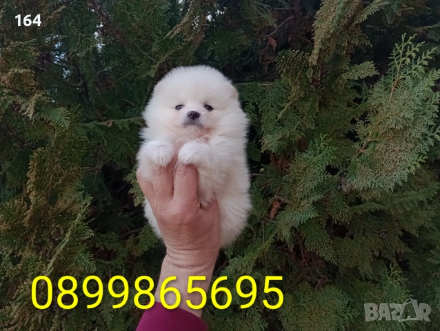 Женски Померан. Реални снимки от 26.02.26 г. , снимка 4 - Померан - 53598305