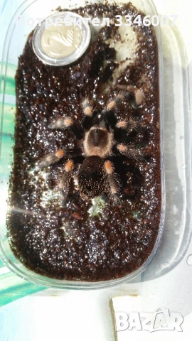 Тарантла tarantula , снимка 5 - Други - 44106536