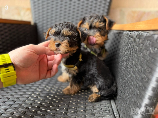 Йоркширски териер Актуално от 6.2.2026, снимка 2 - Йоркширски териер - 53379580