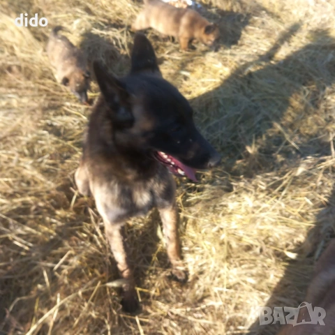 Продавам белгийски овчарки/малиноа, снимка 9 - Белгийска овчарка - 53276339