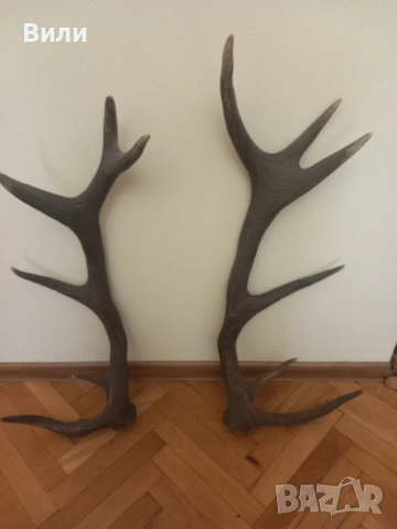 рога от елен