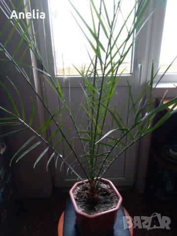 Палма-финикова, снимка 2 - Стайни растения - 30844825