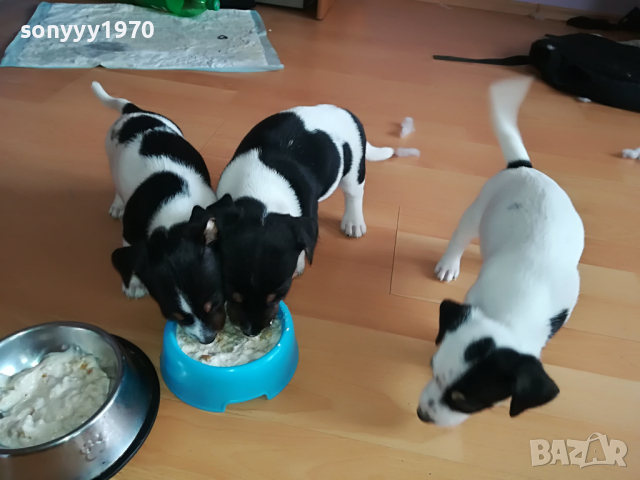 ДЖАКОВЕ СЛАДУРИ 0104221208, снимка 12 - Джак ръсел териер - 36305837