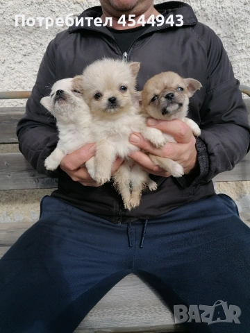 Малки чихуанчета 