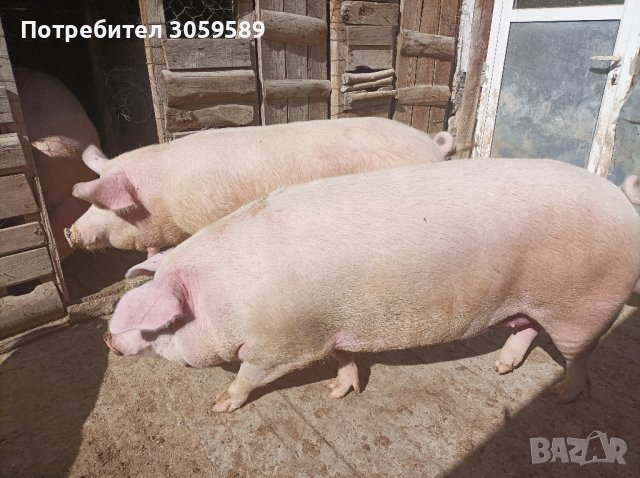 Свиня Заплодена на 1г и половина 300 кг в Прасета в гр. Велико Търново ...