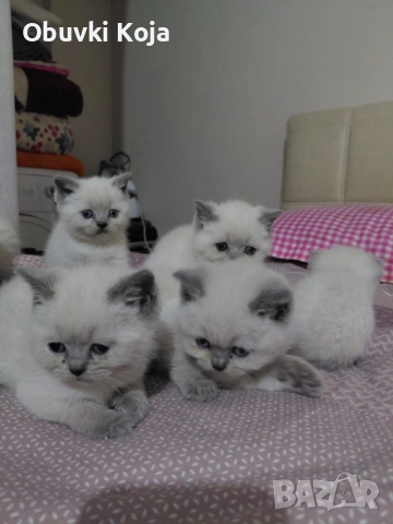 Не са красиви ами просто са уникални