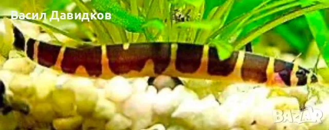 Живородни рибки  Плата, Гупа , Милинезия , снимка 9 - Рибки - 48259225