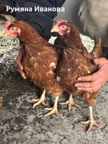 Продавам кокошки носачки 