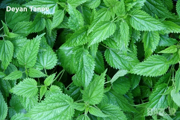 Коприва, връхчета- свежи листа , цена 100 гр. 1 лев .