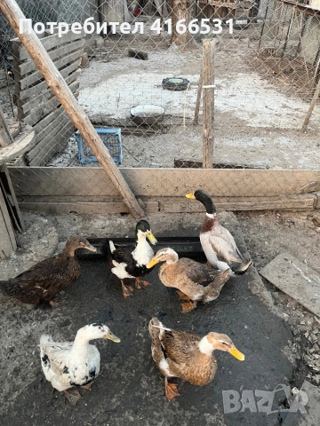 Патешки яйца