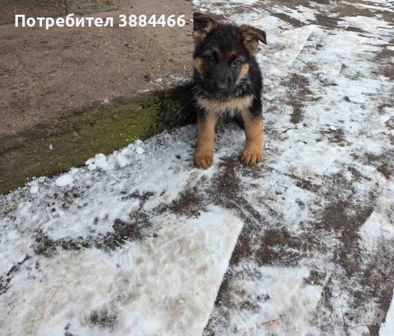 немска овчарка женска, снимка 4 - Немска овчарка - 53192385