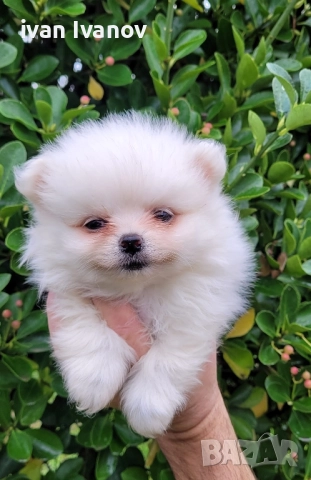 Померан-мини шпиц!!!, снимка 2 - Померан - 52661651