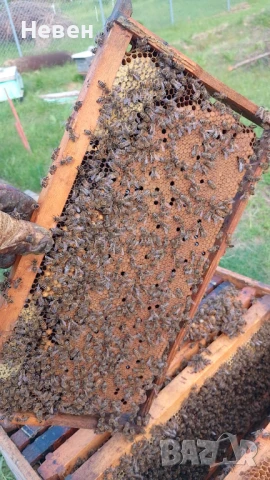 Пчелни майки - Отводки, снимка 2 - За пчели - 37024156