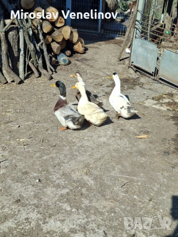 Продавам патици, снимка 3 - Патици и гъски - 53836741