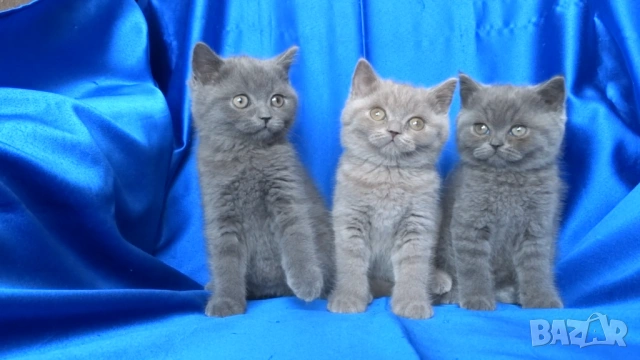 Чистокръвни Британски късокосмести котета, снимка 6 - Британска късокосместа - 53322558