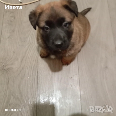 Белгийска овчарка момче