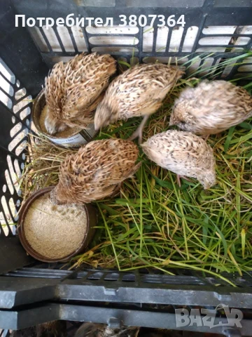 Продавам пътпъдъци на различна възраст , снимка 6 - Кокошки и пуйки - 51026187