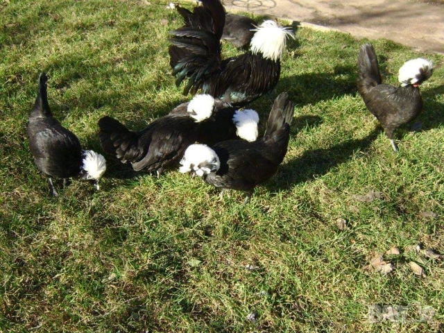 Яйца от холандски качулати