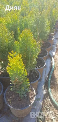 Туя источна Жълта и зелена., снимка 3 - Градински цветя и растения - 11953881