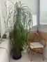 ПОДАРЯВАМ НОЛИНА вис. 180 см, снимка 4