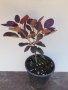 Червена Смрадлика (Cotinus coggygria 'Royal Purple'), снимка 10