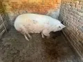 продавам малки прасенца , снимка 3