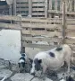 виетнамска майка с мъжко, снимка 2