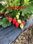 Продавам качествен разсад ягоди , снимка 5