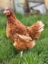 Кокошки ломан браун, снимка 2