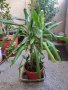 Драцена маргината и Драцена фрагранс, снимка 6