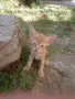 Подарявам котенца , снимка 1