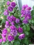 Роза 18, снимка 1 - Градински цветя и растения - 36093226