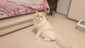 Уникален красив мъжки котарак Регдол (Ragdoll)  на 1 г. търси запознанство !, снимка 2