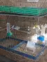 Продавам канарчета!, снимка 5