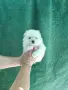 Малък шпиц момче , снимка 3