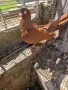 Продавам  2 чифта червени   донеци, снимка 2