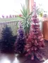 Елхи 90-115см., снимка 3